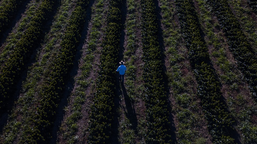 farmer